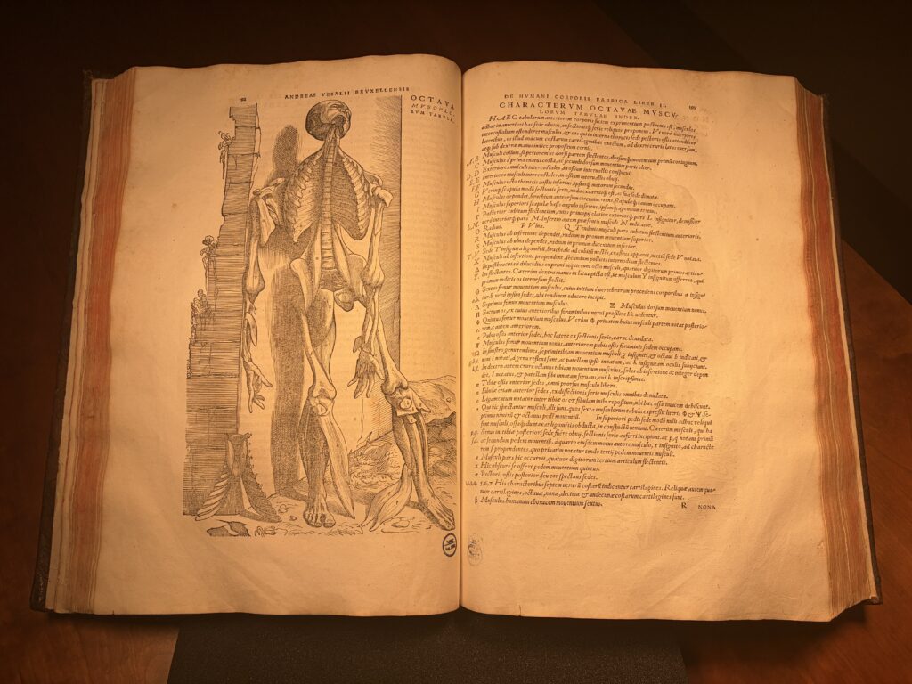 Vesalius_Andy Octava_Against Wall, De Humani Corporis Fabrica Libri Septem, McGovern Historical Center