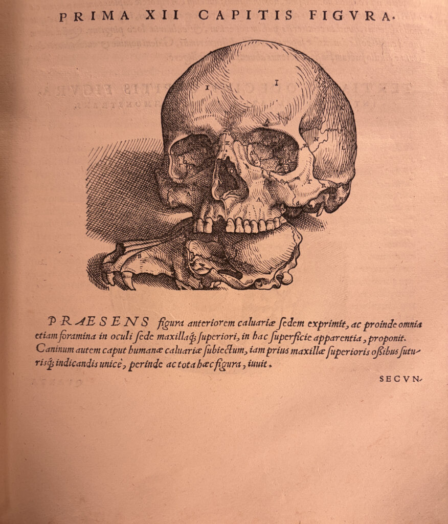 Vesalius_Human with Dog Skull_Cropped