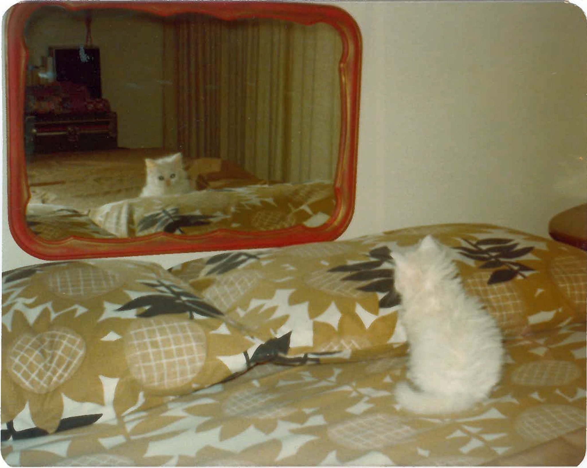 Fluffy contemplates the meaning of life, September 1974 (MS070 Series VIII, Box 409, folder7)
