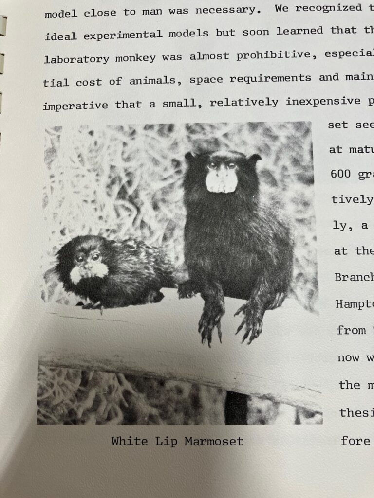 Photograph of two White Lip Marmosets from The First 5 Years Progress Report. Progress Report 1964-1969. Found in Box 30, Folder 14, IC 009 University of Texas Dental Branch records, McGovern Historical Center, Texas Medical Center Library